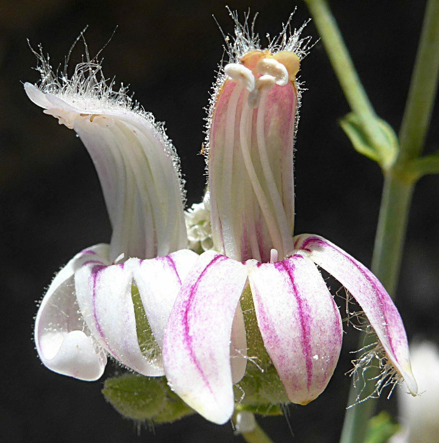 High Resolution Keckiella breviflora Flower